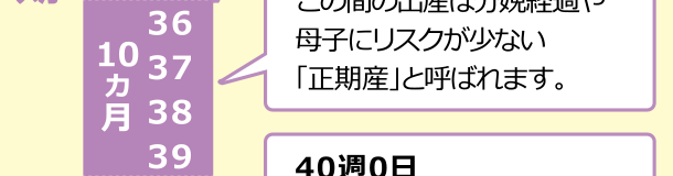 妊娠後期（10カ月）36週0日～　ここからは「もうすぐ出産」という意味の臨月に入ります。　37週0日～41週6日　この間の出産は分娩経過や母子にリスクが少ない「正産期」と呼ばれます。