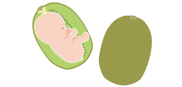 赤ちゃんの大きさはミニトマト1個分ぐらいの図