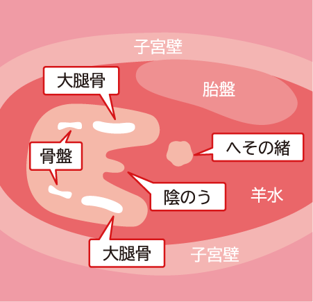 エコー検査（超音波検査）での男の子の場合のエコー解説図