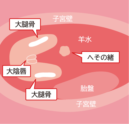 エコー検査（超音波検査）での女の子の場合のエコー解説図