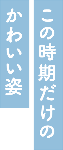 この時期だけのかわいい姿